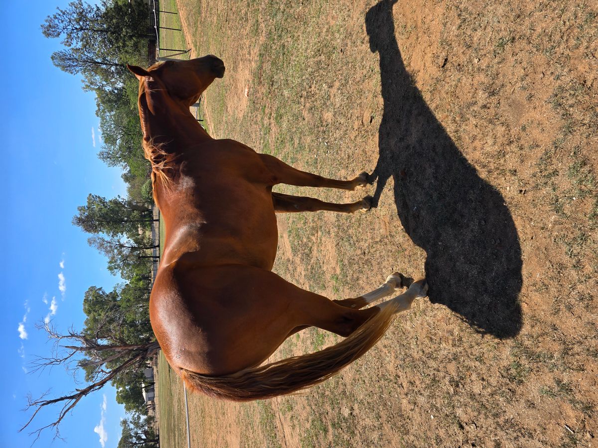 One Happy Camper Gelding — photo 3 of 9