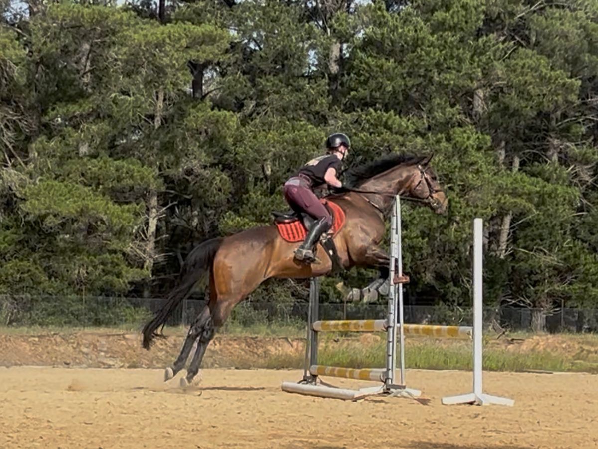 11 yo OTT EH Romeo Vella — photo 3 of 10
