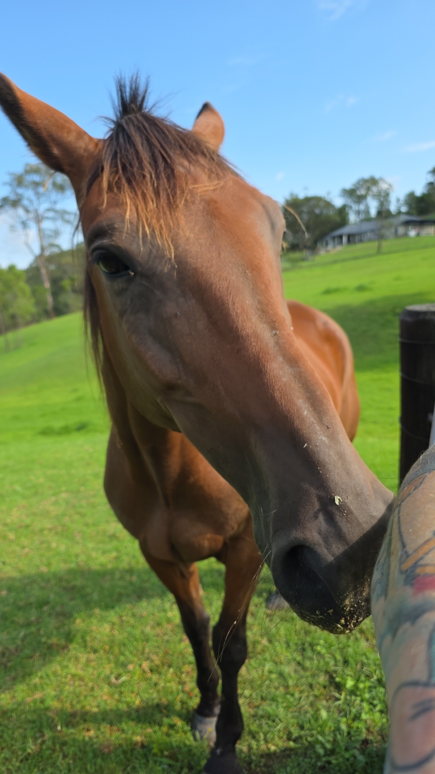 Project horse — photo 2 of 4