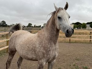 Egyptian Arabian — photo 3 of 4