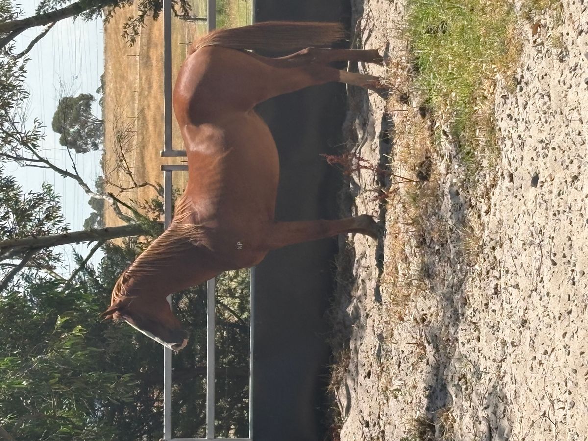 Quarab Gelding — photo 2 of 8