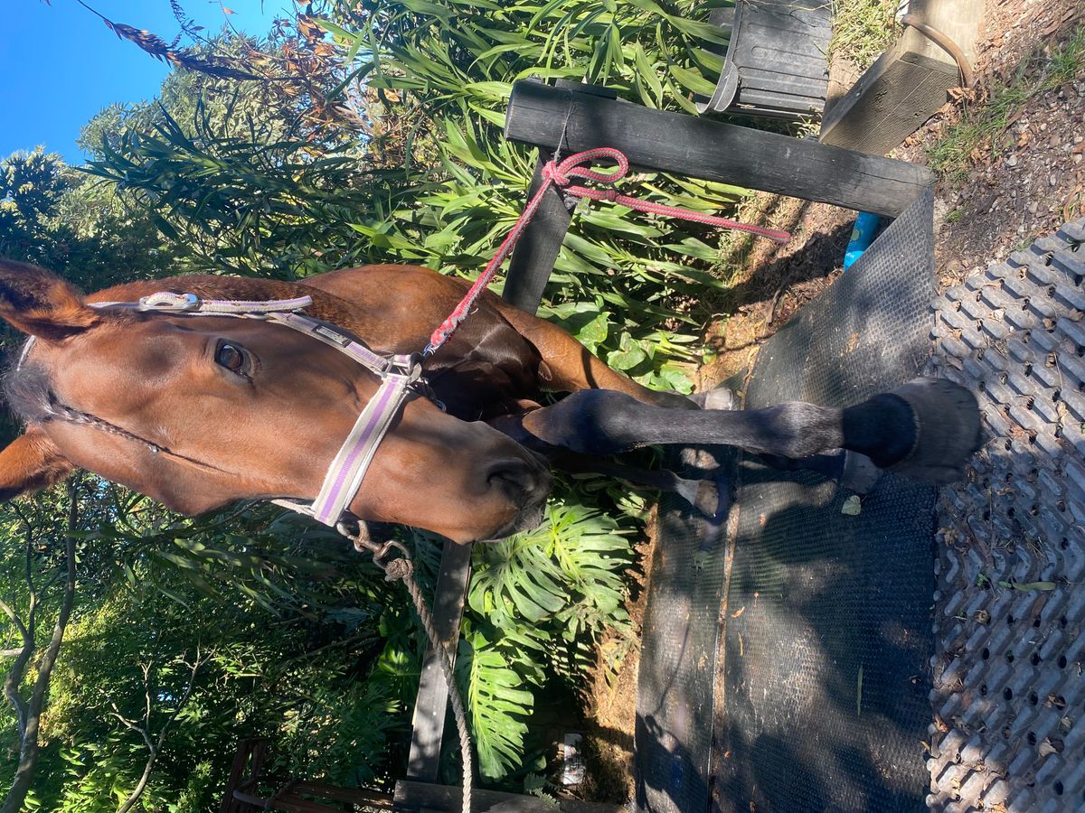Patrick  6yo OTTB Gelding — photo 2 of 5