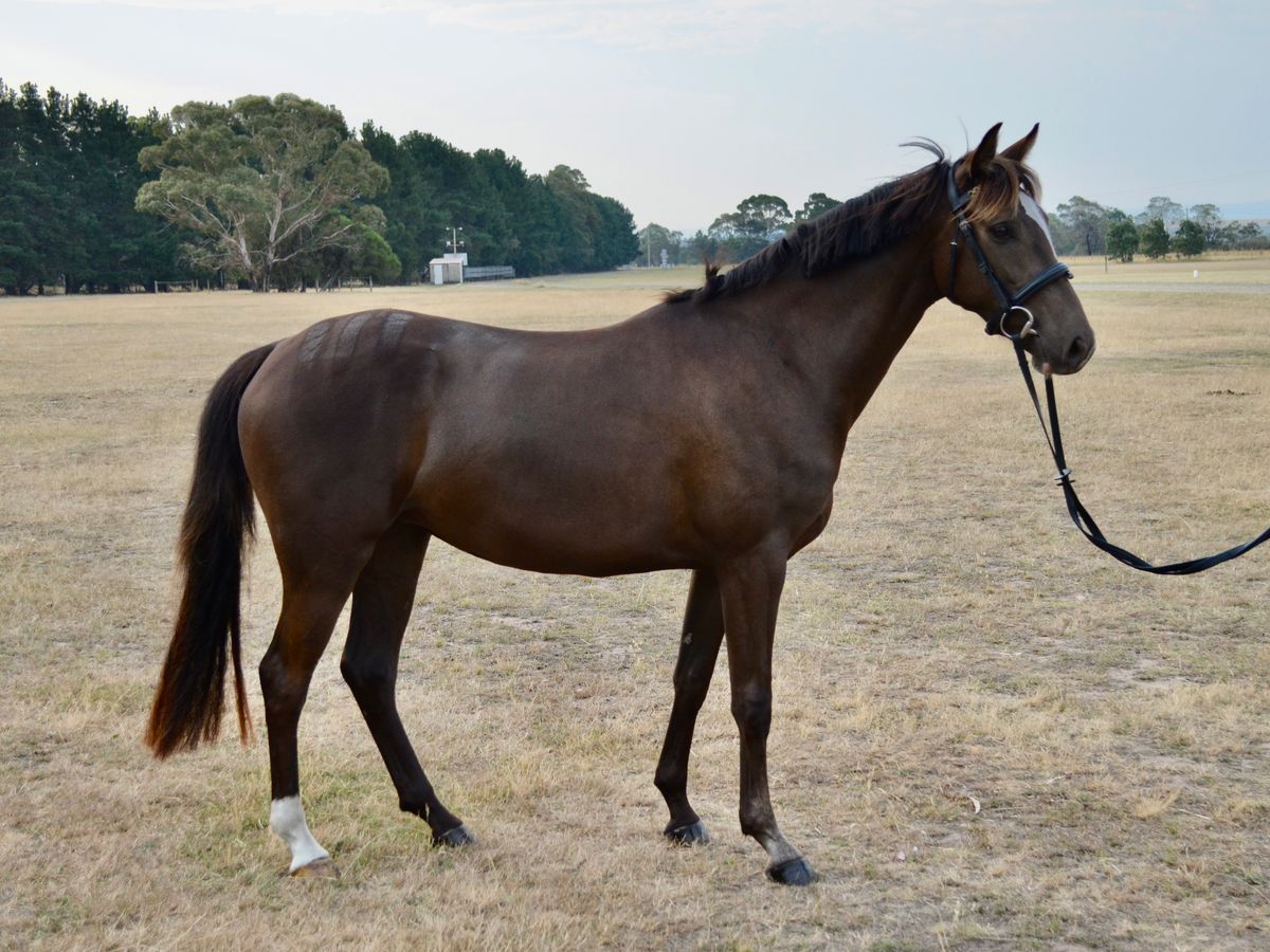 Stunning Performance Prospect — photo 2 of 10