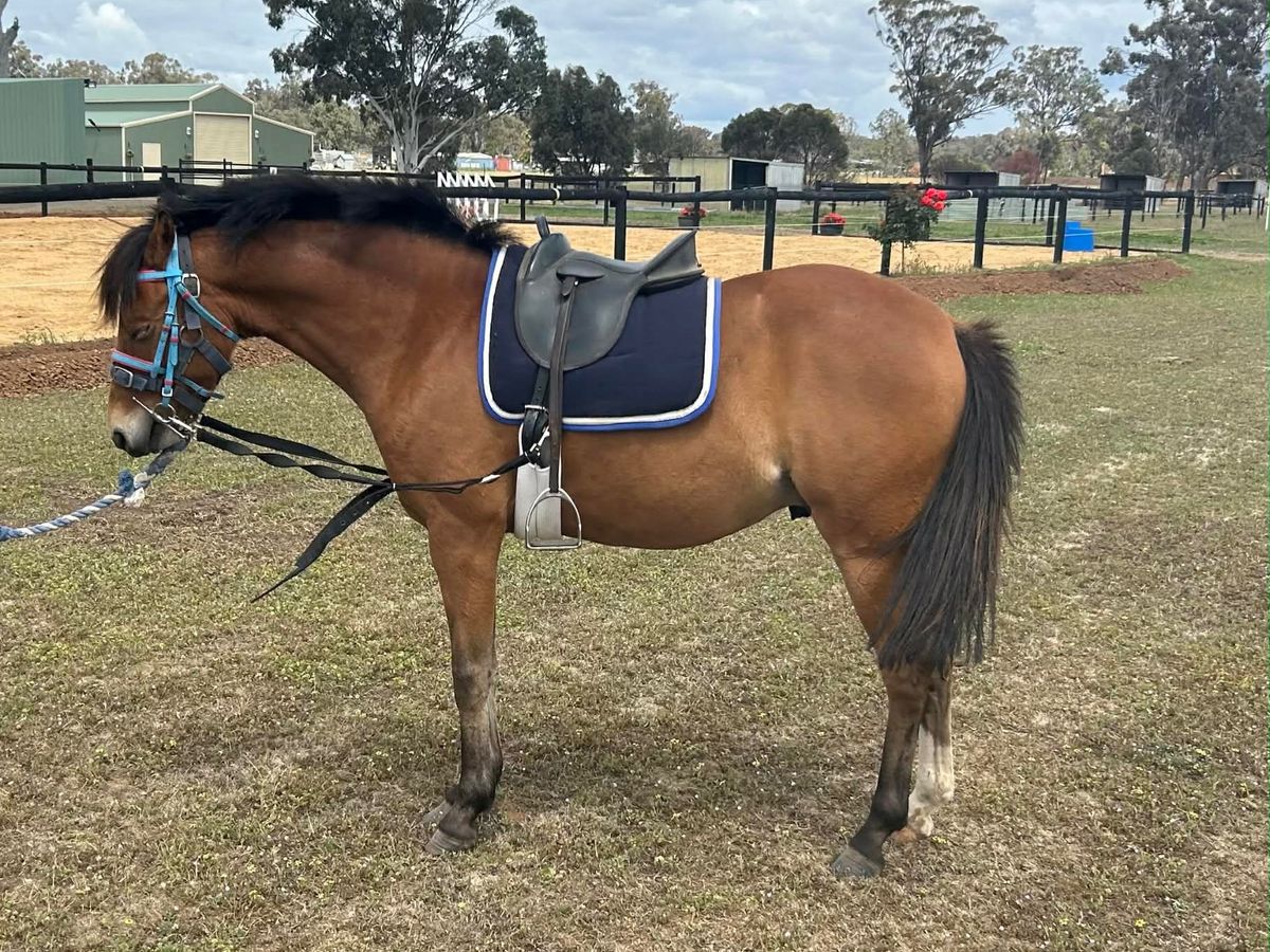 Bay gelding 12h — photo 3 of 5