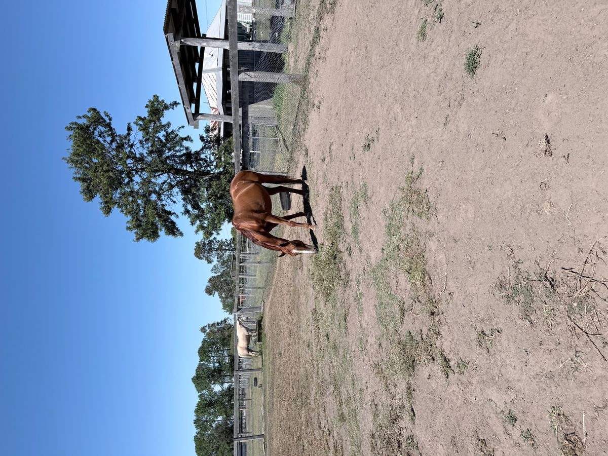 Super little equimillions eligible TB sale/lease — photo 3 of 10