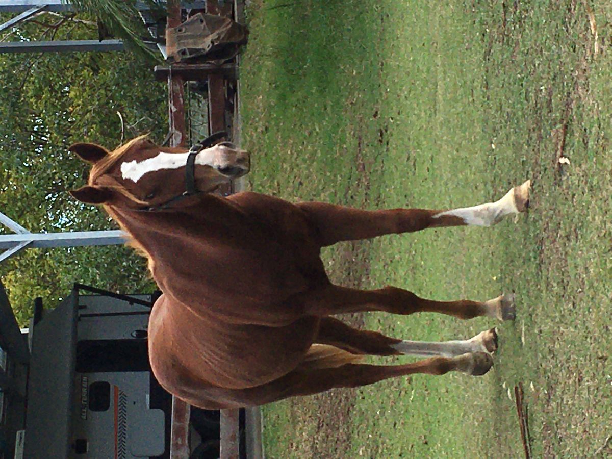 Quarterhorse x Paint x Arabian x TB — photo 2 of 8