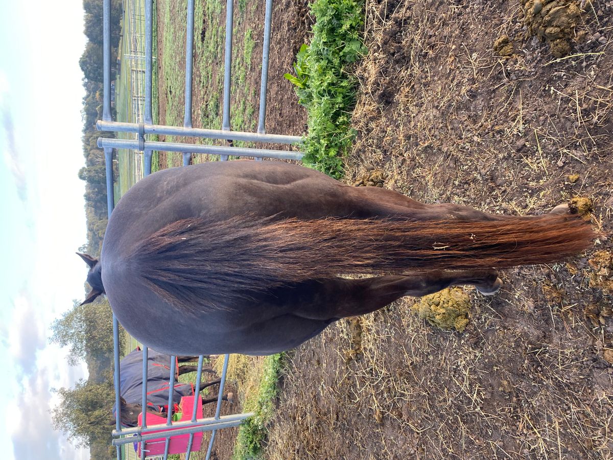 Sensational Temperament Mare (foal not included) — photo 3 of 10