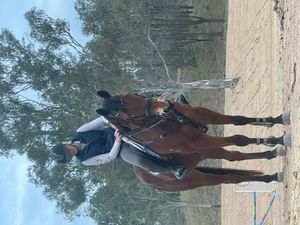 Competitive Showjumper