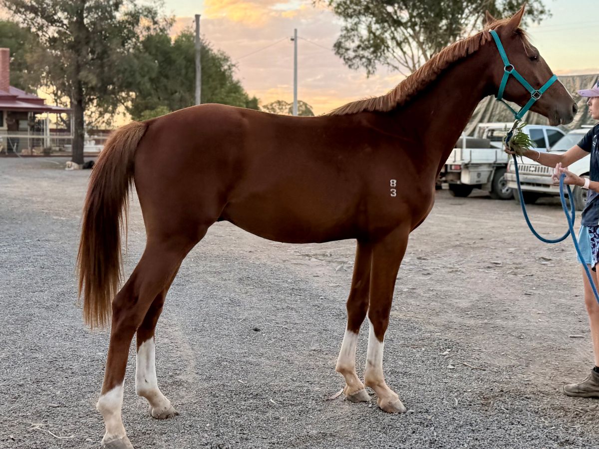 Hickestead White Colt — photo 2 of 10