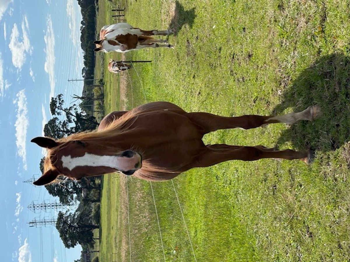 Quarterhorse x Paint x Arabian x TB — photo 3 of 8