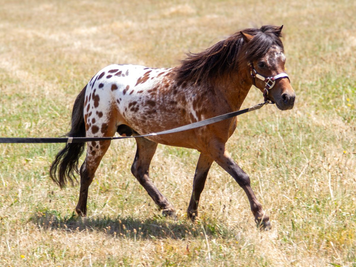 Stunning mini performance stallion