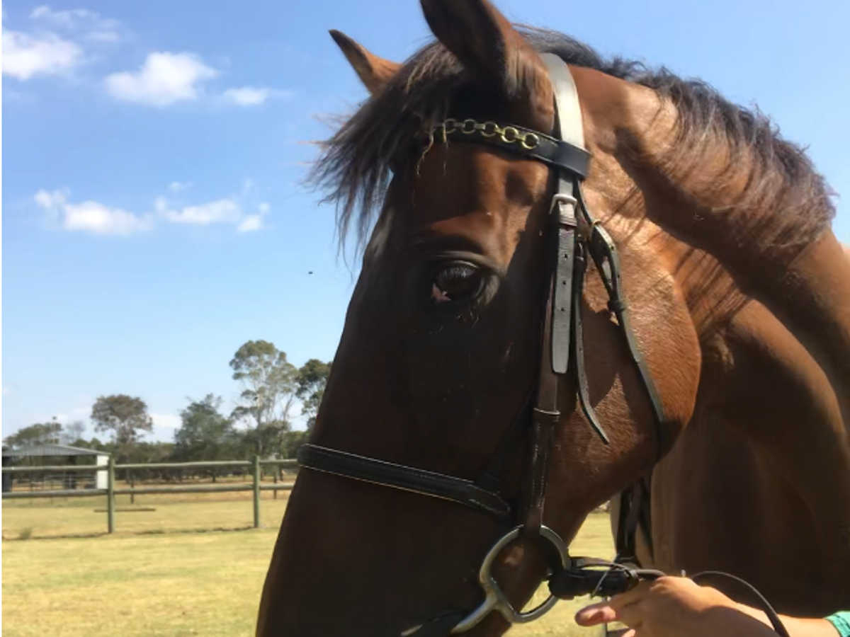 Lease - Dressage Gelding — photo 2 of 3