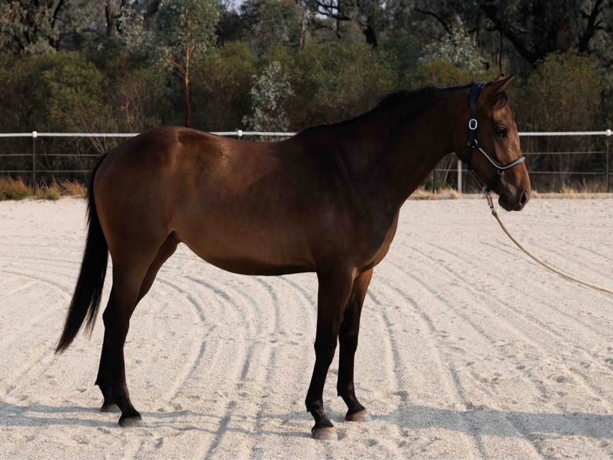 WB x Filly — photo 2 of 10