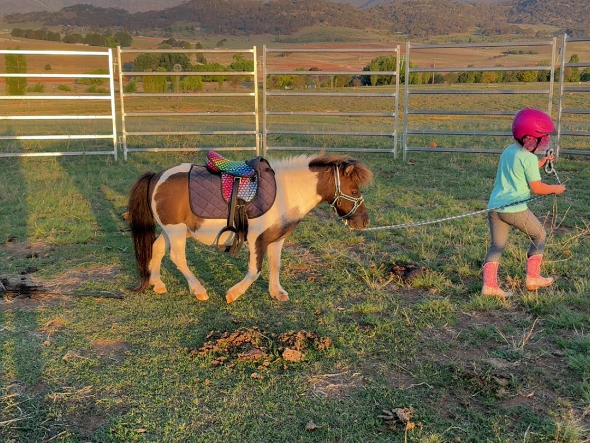 Childs pony