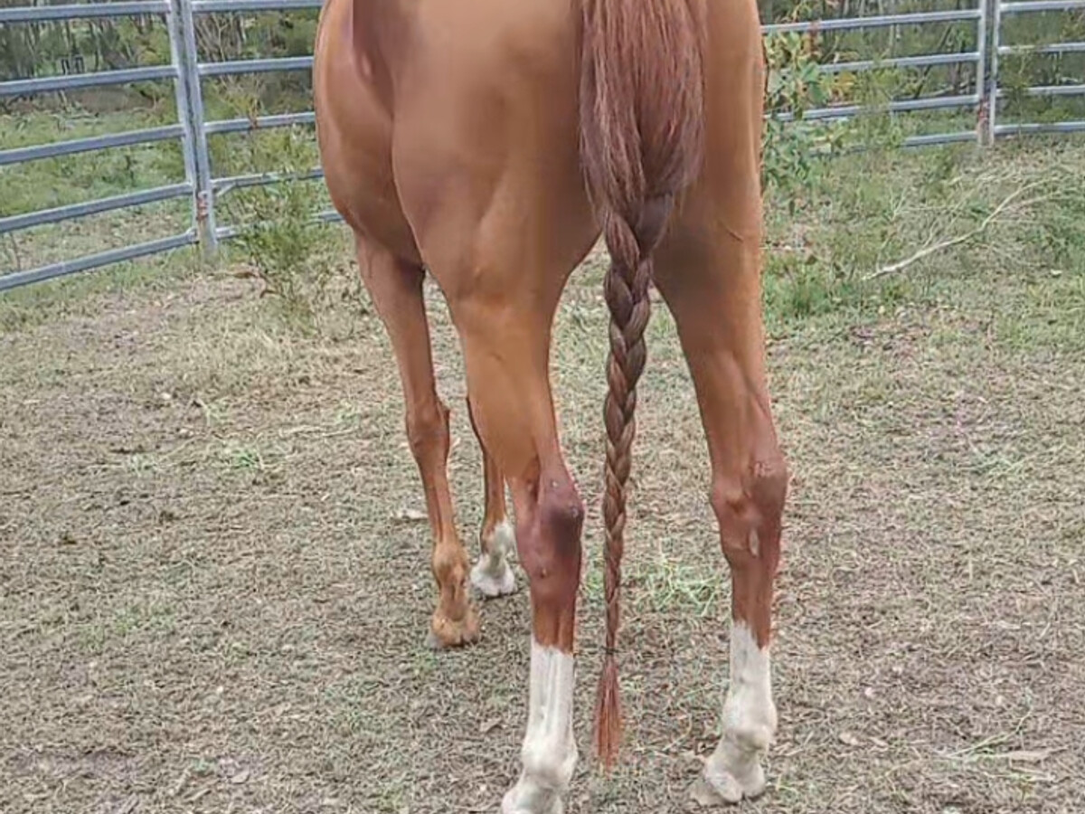 Tb Mare OTT since 2018 12yo — photo 3 of 8