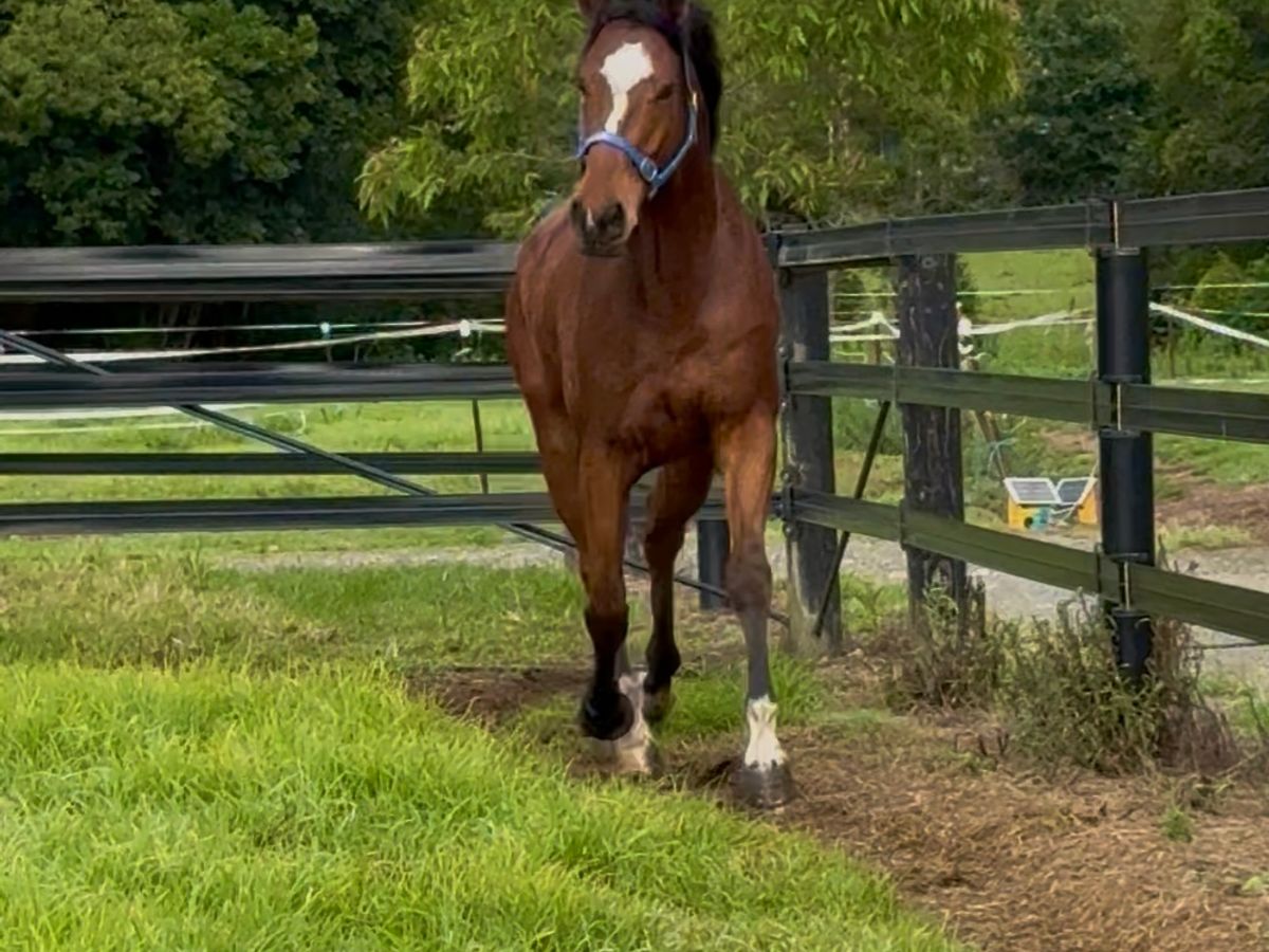 Big Pretty Boy - Eligible Equimillion New Star — photo 3 of 10