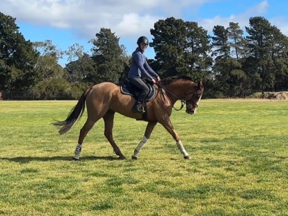 Safe, Reliable, Talented Performance Horse — photo 3 of 10