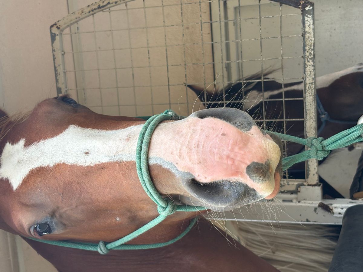 Quarab Gelding — photo 3 of 8