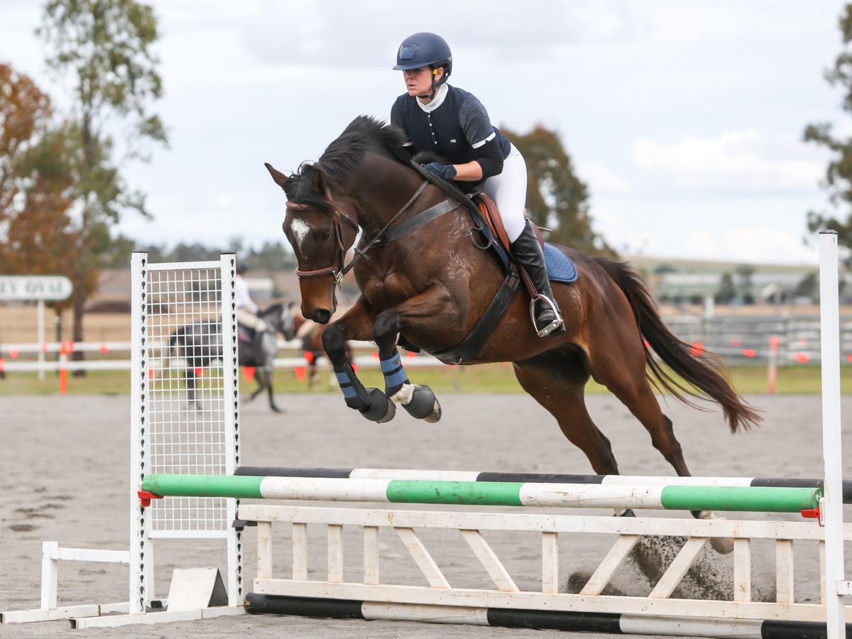 Lovely Natured Gelding Open to Offers!!! — photo 2 of 10