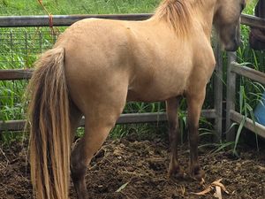 Silver Buckskin 2yr old colt