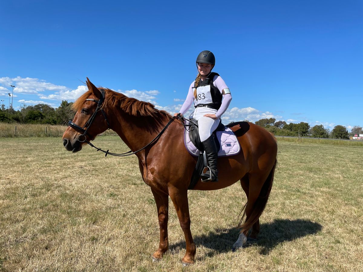 Pony Club Schoolmaster — photo 2 of 10
