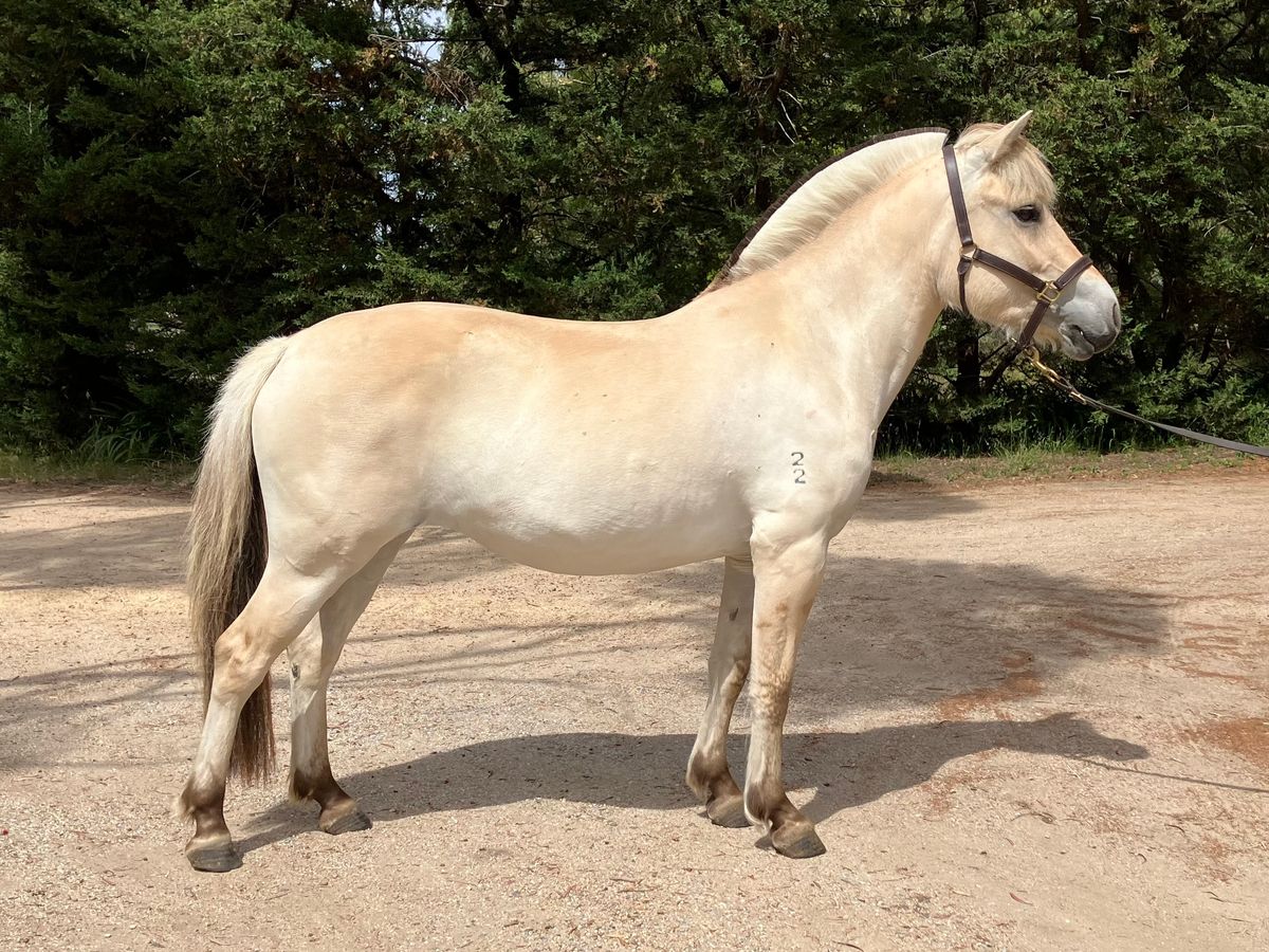 Fjord Horse Filly — photo 3 of 6