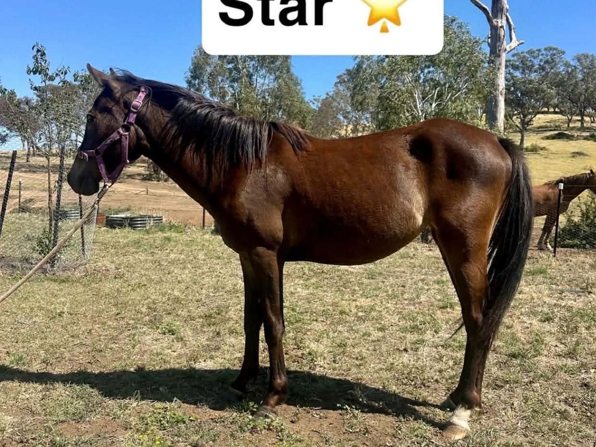 Yearlings for sale — photo 3 of 10