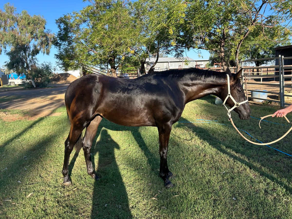 Gorgeous young filly — photo 2 of 10