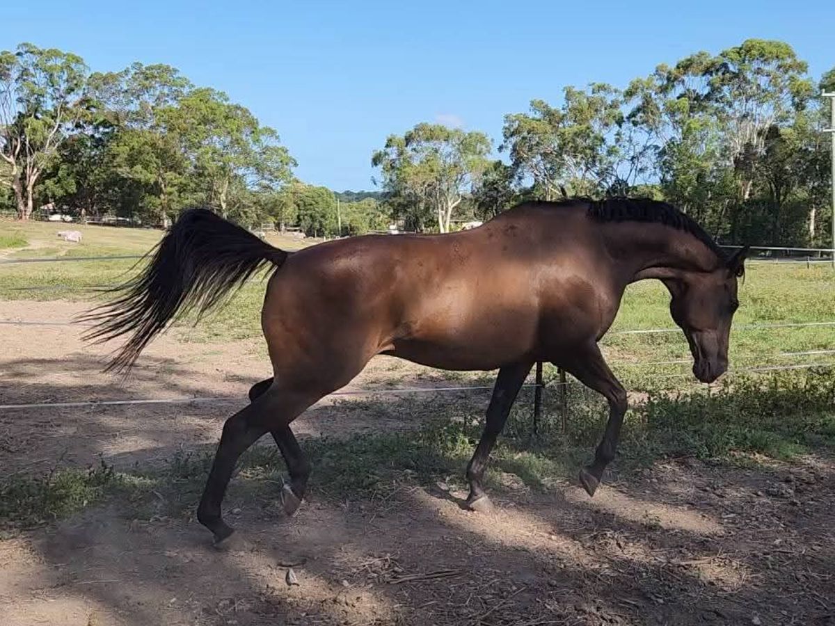Quality dressage TB — photo 2 of 10