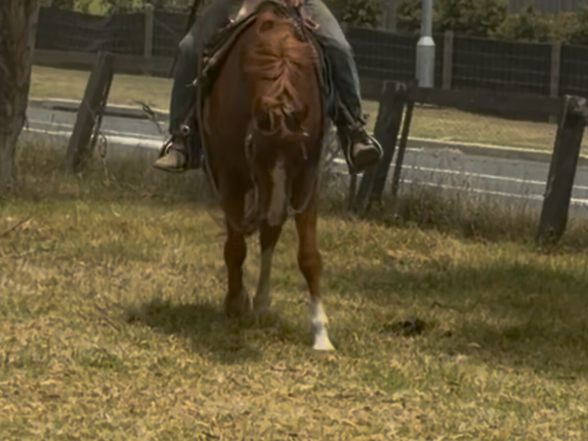 Western pleasure horse — photo 2 of 6