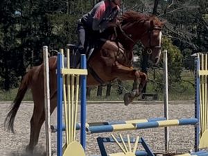 Lovely OTT Gelding, Ready to compete — photo 3 of 3