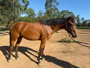 2 yr old colt — photo 3 of 4