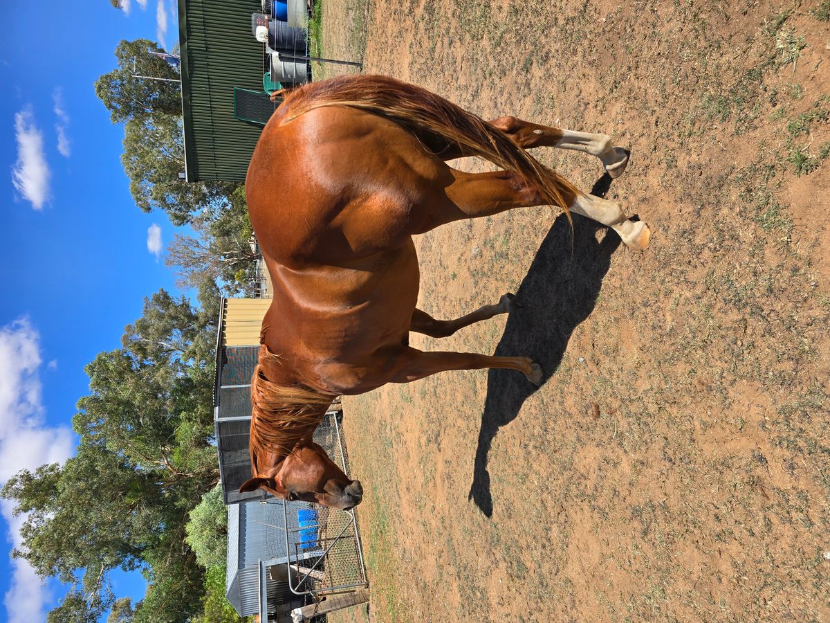One Happy Camper Gelding — photo 2 of 9