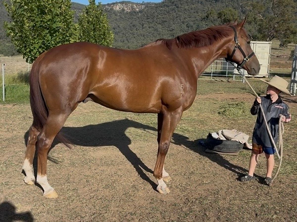 Stunning gelding