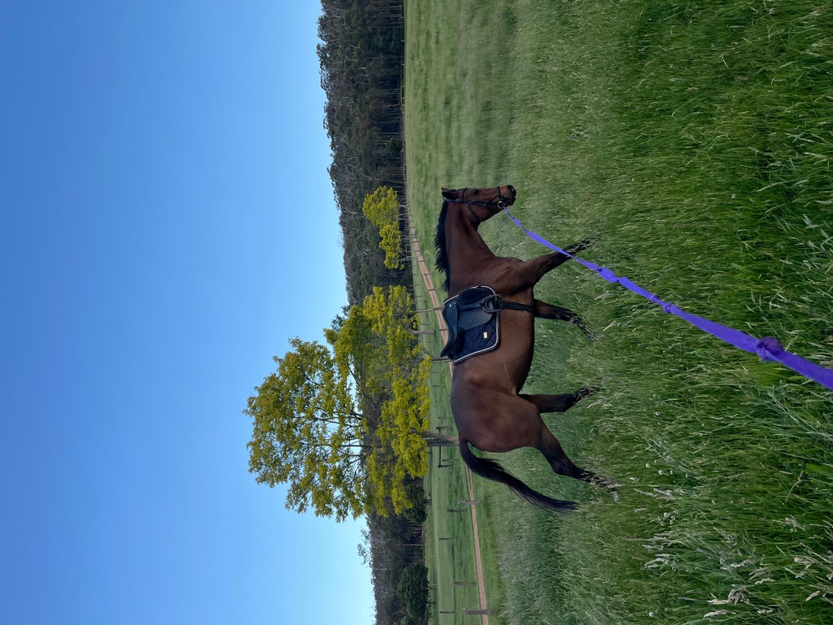 Quiet Mare — photo 3 of 5