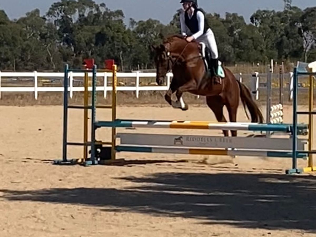 17hh | 19yo | Experienced Pony Club Allrounder