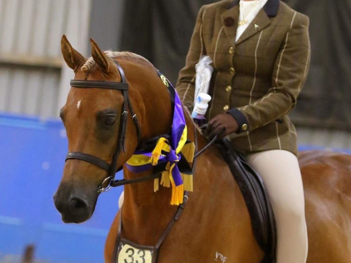 Outstanding purebred Arabian gelding — photo 3 of 10