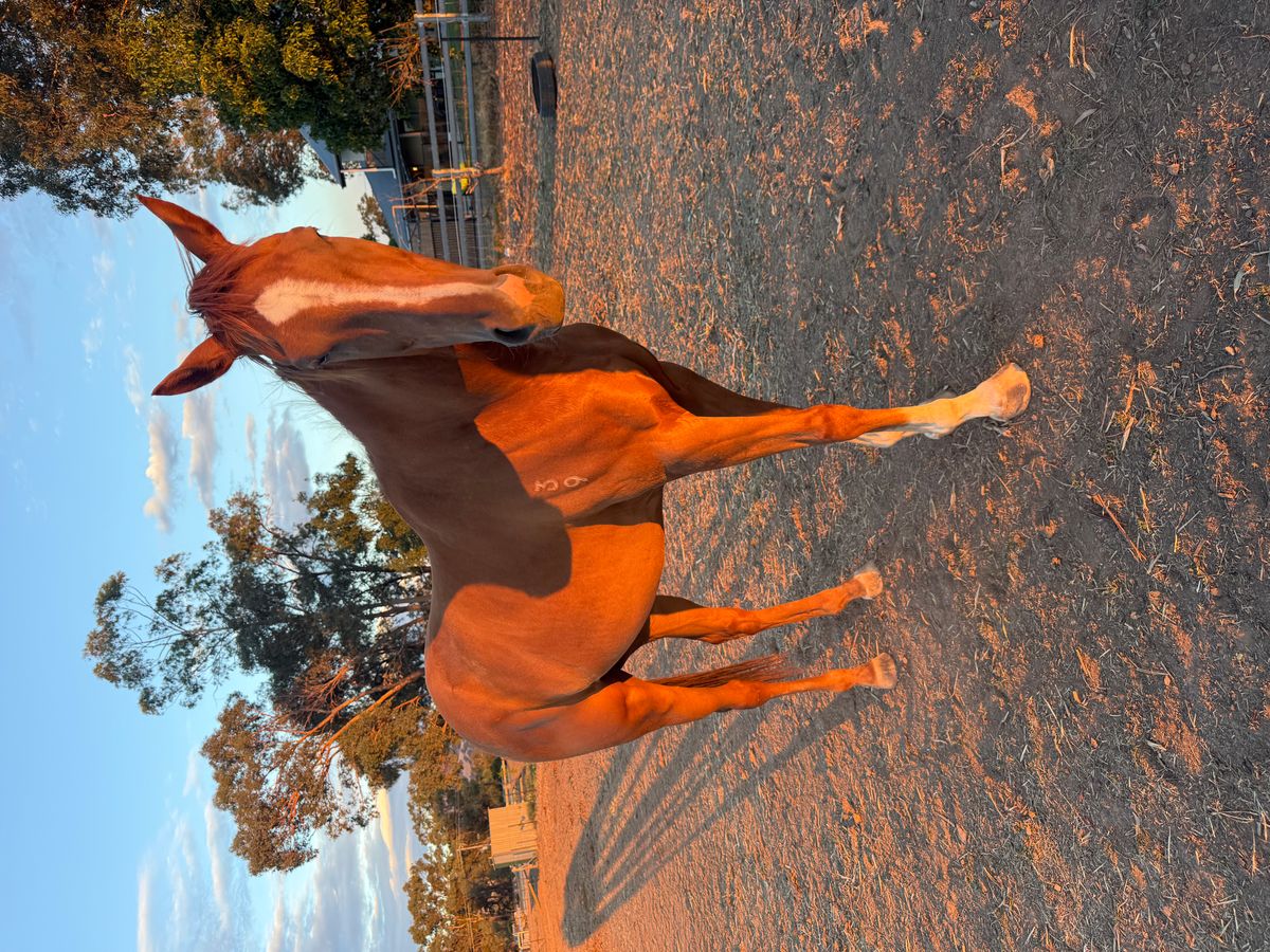 Fraser 6yo Thoroughbred Gelding