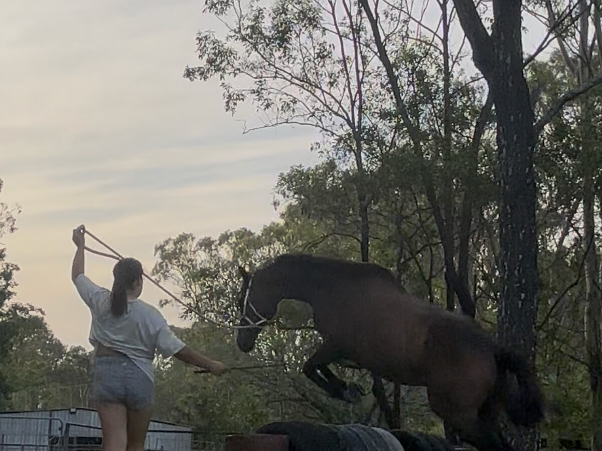 2018 Sound Thoroughbred Gelding — photo 3 of 9