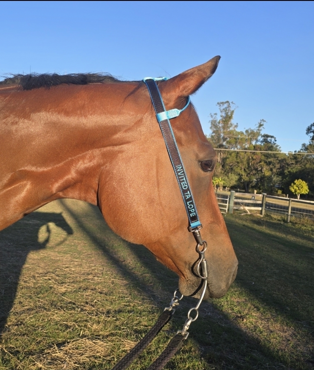 Lazy Loper AQHA gelding — photo 3 of 8