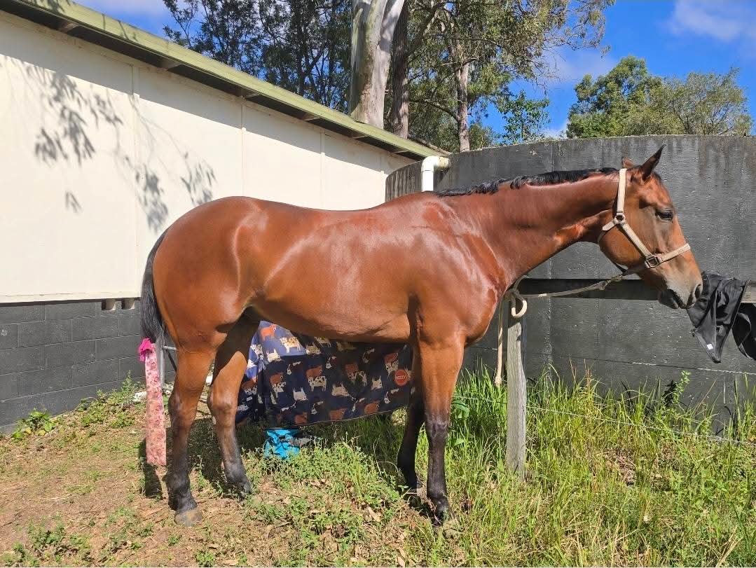 Lazy Loper AQHA gelding