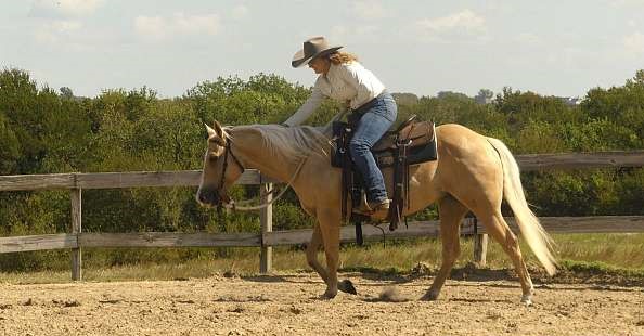 quarter horse needs a new loving home
