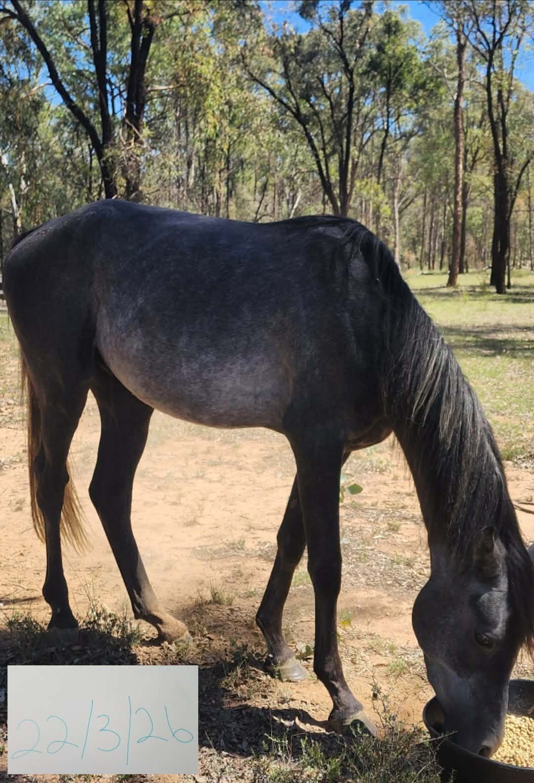 4 yr old egyptian arabian x stb stallion