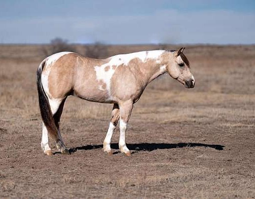 Theodore - Cute, Kind, & Trustworthy 5 Yr Old Buckskin Paint Pony Gelding! — photo 3 of 3