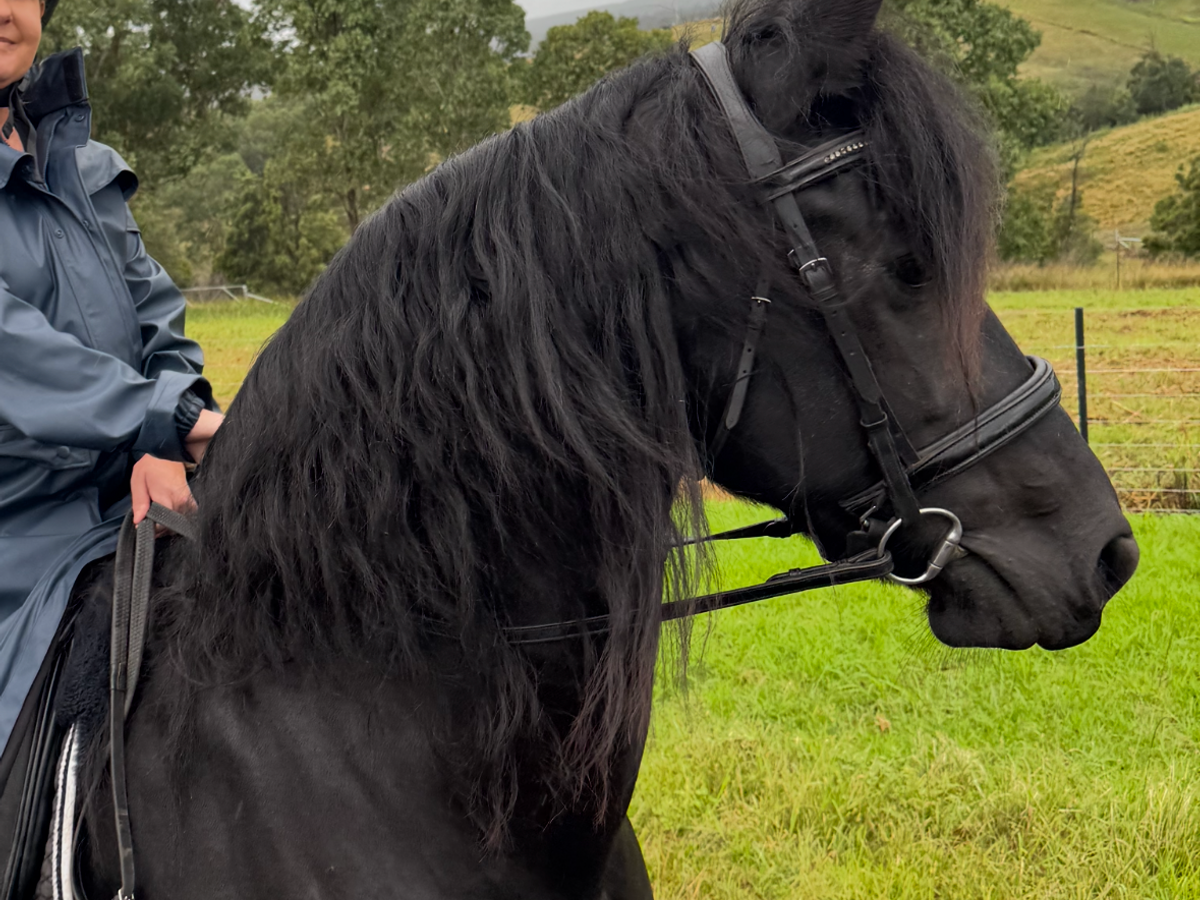 Buy Horses — Friesian (photo 6)