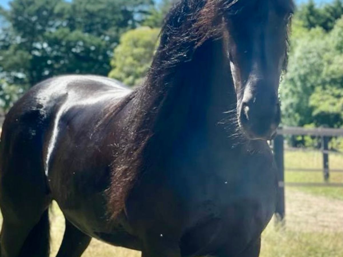 Majestic Purebred Friesian