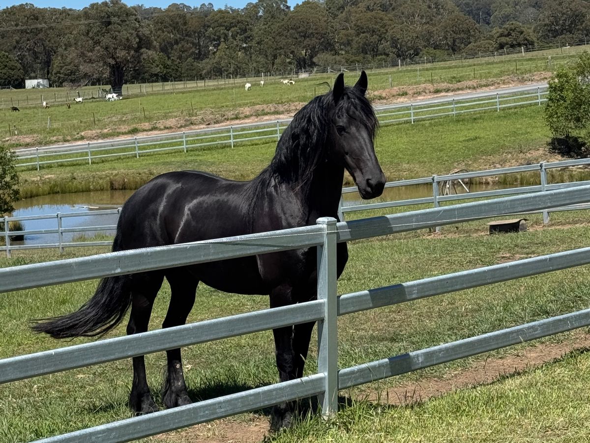Buy Horses — Friesian (photo 4)