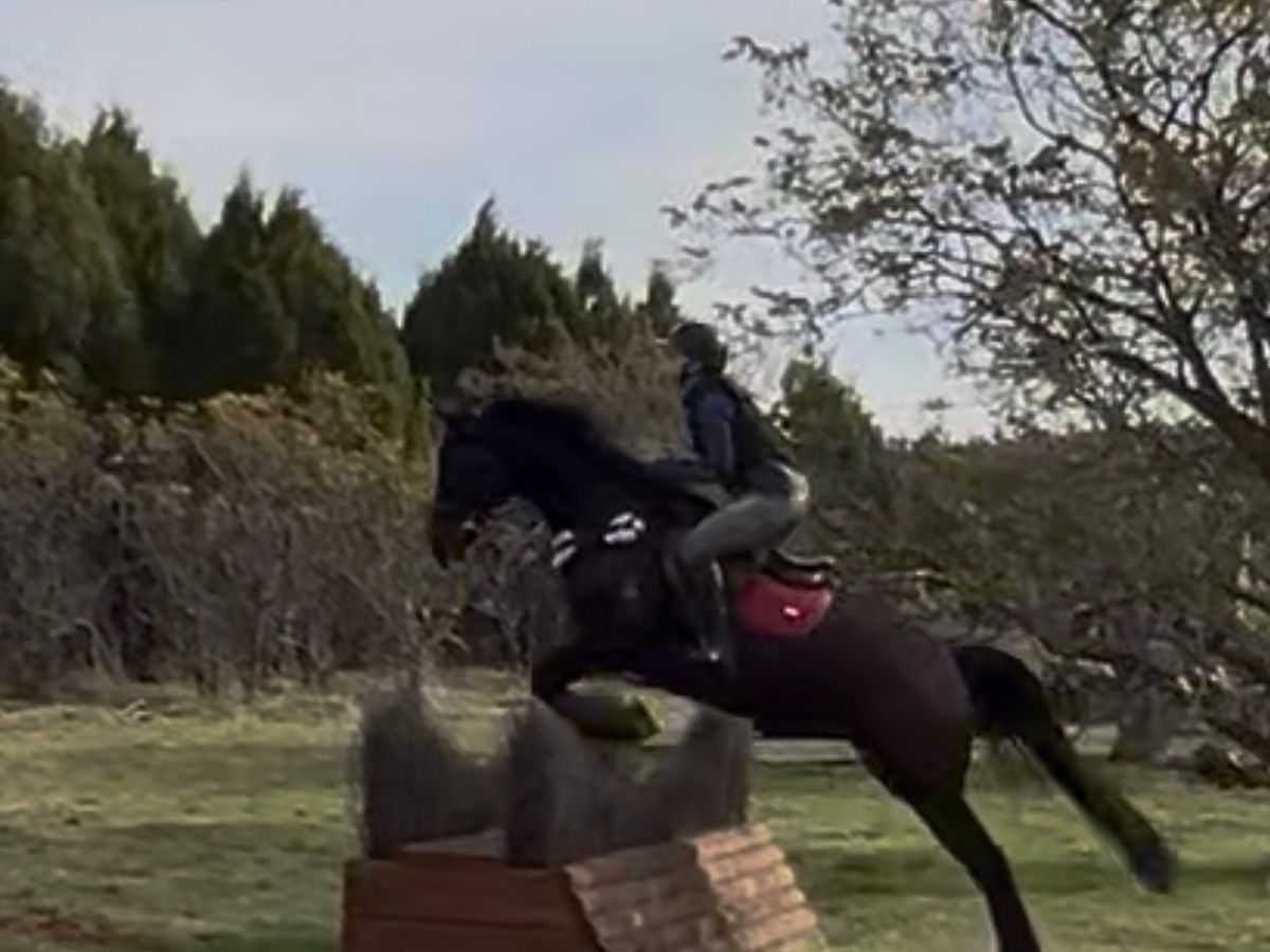Buy Horses — Thoroughbred (photo 2)