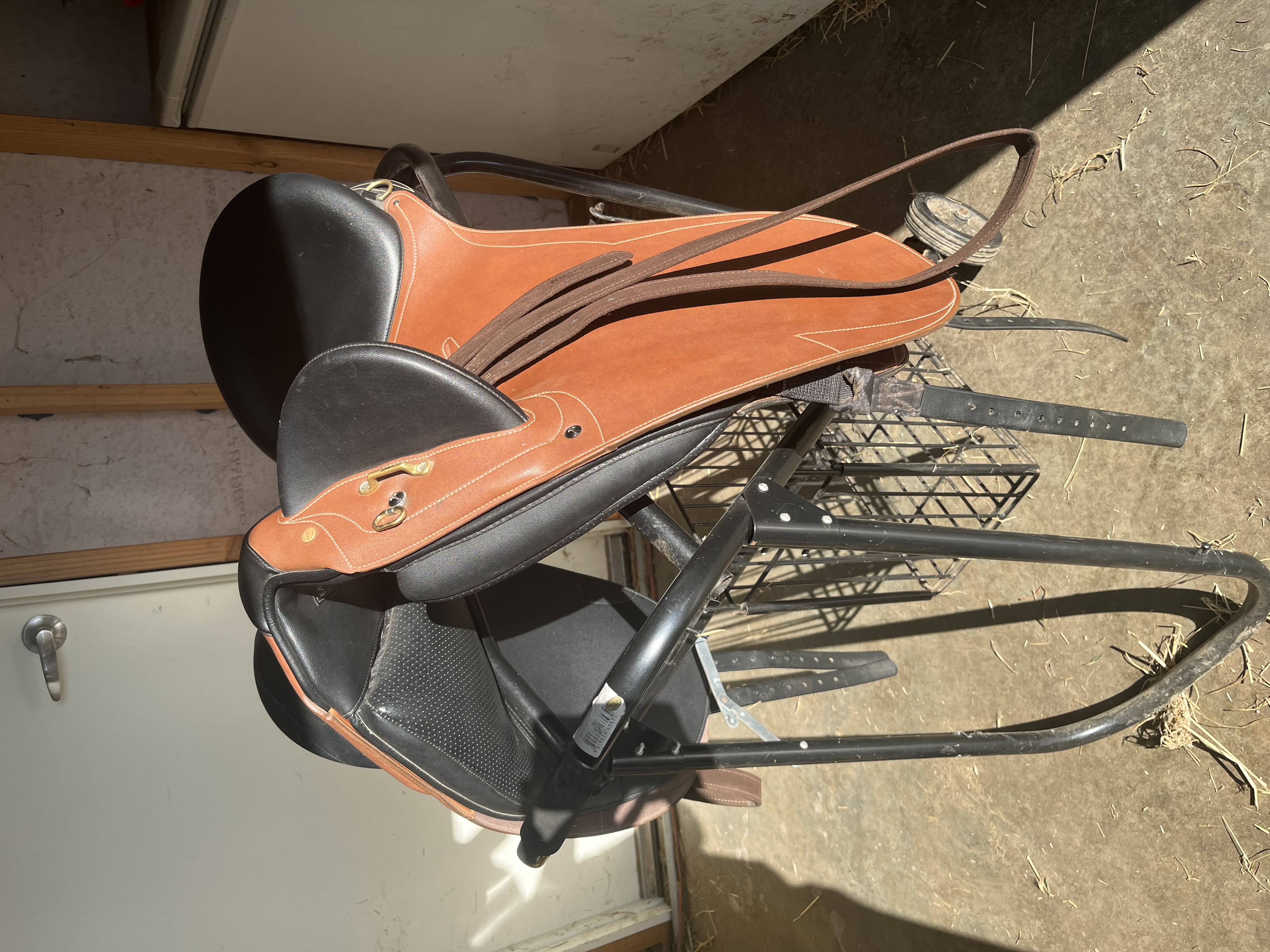 Buy Horses — Thoroughbred (photo 2)