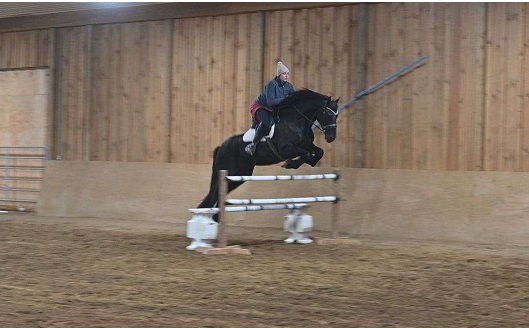 Buy Horses — Friesian (photo 2)